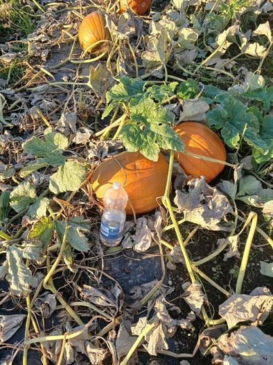 Pumpkins  for sale   Dublin