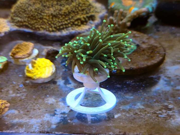 Frag Stand