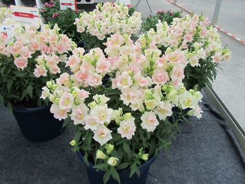 (S) Dwarf Snapdragon Twinny H Appleblossom (10s) (415502)