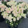 (S) Dwarf Snapdragon Twinny H Appleblossom (10s) (415502) Image 2