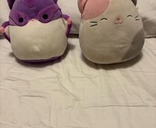 Squishmallow Teddies