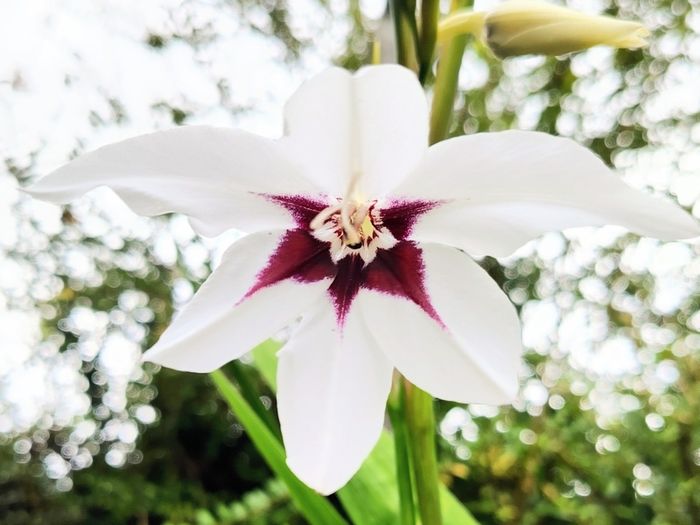 Uncommon Aztec Lily