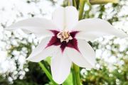 Uncommon Aztec Lily