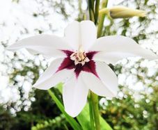 Uncommon Aztec Lily