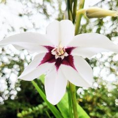 Uncommon Aztec Lily