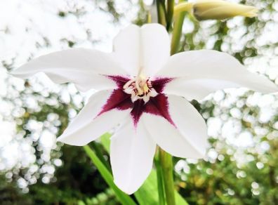 Uncommon Aztec Lily