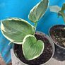 Hosta Image 2