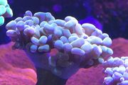 Hammer Coral Frag