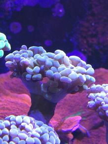 Hammer Coral Frag