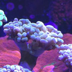 Hammer Coral Frag