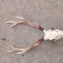 sika antlers Image 6