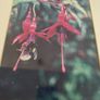 Fremed Print of Wield Fuchsia and Bee signed 40/100 lmited edditions Image 10