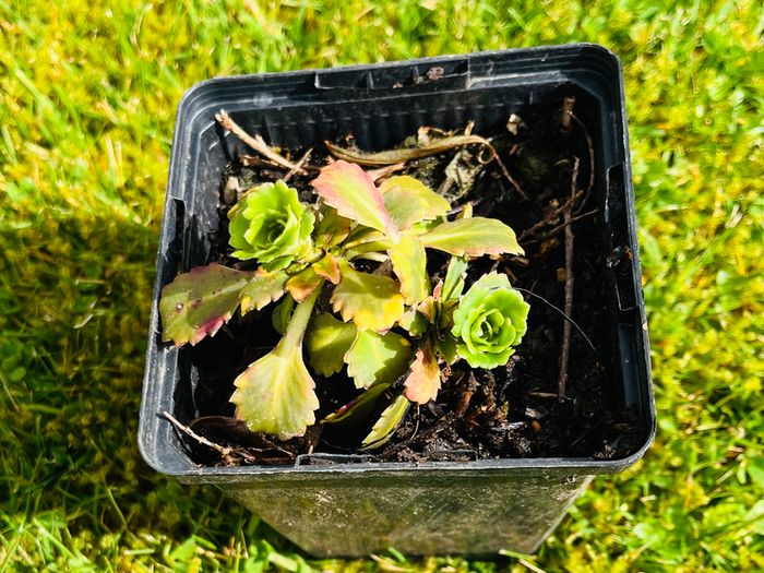 Grow Your Own! 8-Piece Plant & Shrub Set incl. Fresh Mint