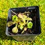 Grow Your Own! 8-Piece Plant & Shrub Set incl. Fresh Mint Image 5