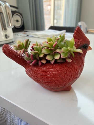 plant