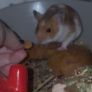 syrian hamster Image 2