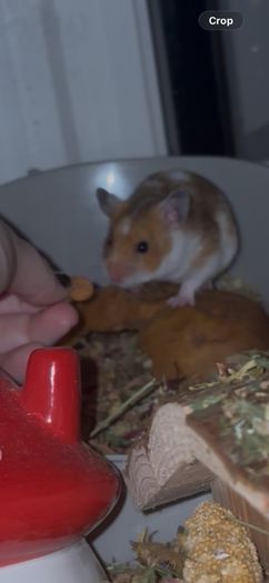 syrian hamster