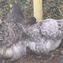 Blue Orpington pair Image 4