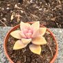 plant Image 4