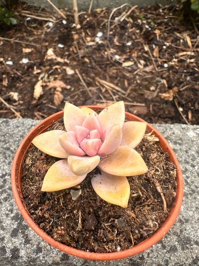 plant