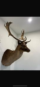 Fallow buck deer stag shoulder mount taxidermy 2