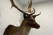 Fallow buck deer stag shoulder mount taxidermy 2