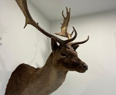 Fallow buck deer stag shoulder mount taxidermy 2