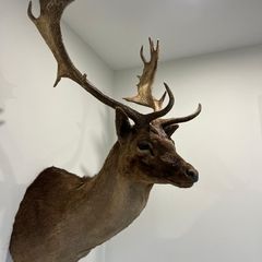 Fallow buck deer stag shoulder mount taxidermy 2