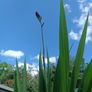 2 Lucifer Plants Image 2
