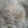 2 X Mid Century Mink Hats(Barnardos) Image 6