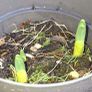 Narcissus 'Bridal Crown' (Fragrant) Image 3