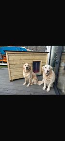 dog house