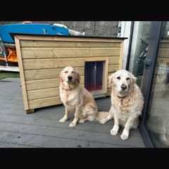 dog house