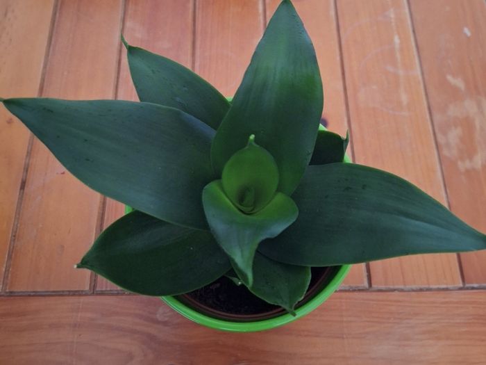 Sansevieria Hahnii Snake Plant in Bright Green Pot
