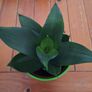 Sansevieria Hahnii Snake Plant in Bright Green Pot Image 10