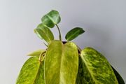 Philodendron Painted Lady Plant