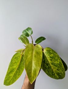 Philodendron Painted Lady Plant