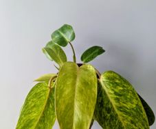 Philodendron Painted Lady Plant