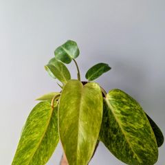 Philodendron Painted Lady Plant