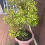 Bay Tree Image 2
