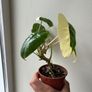 Philodendron Burle Marx variegated Image 2