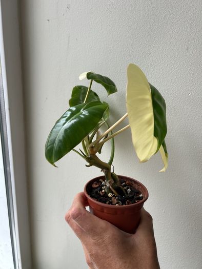 Philodendron Burle Marx variegated