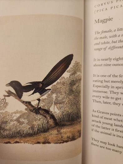 Graves Garden Birds. Selected British Garden  Birds. Beautiful Illustrated  Hardback In  Very Good Condition.