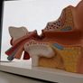 Anatomical Display Model of a Human Ear,  Medical School Model, German Manufactured by 3B Image 3