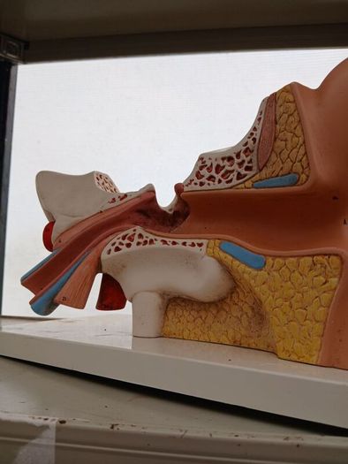 Anatomical Display Model of a Human Ear,  Medical School Model, German Manufactured by 3B