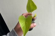 Neon Pothos