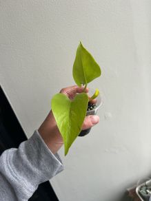 Neon Pothos