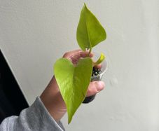 Neon Pothos