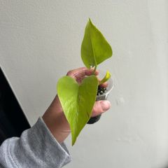 Neon Pothos