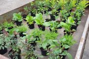 50 super flowering plants/shrubs